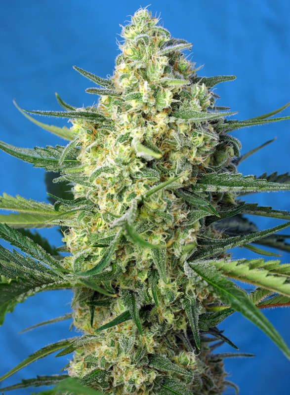 JACK 47 XL Auto