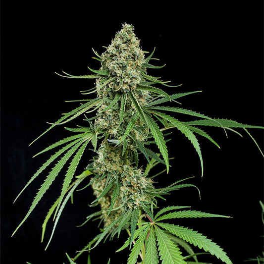 CRITICAL MASS Auto