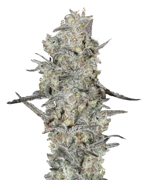 MAC #1 Auto