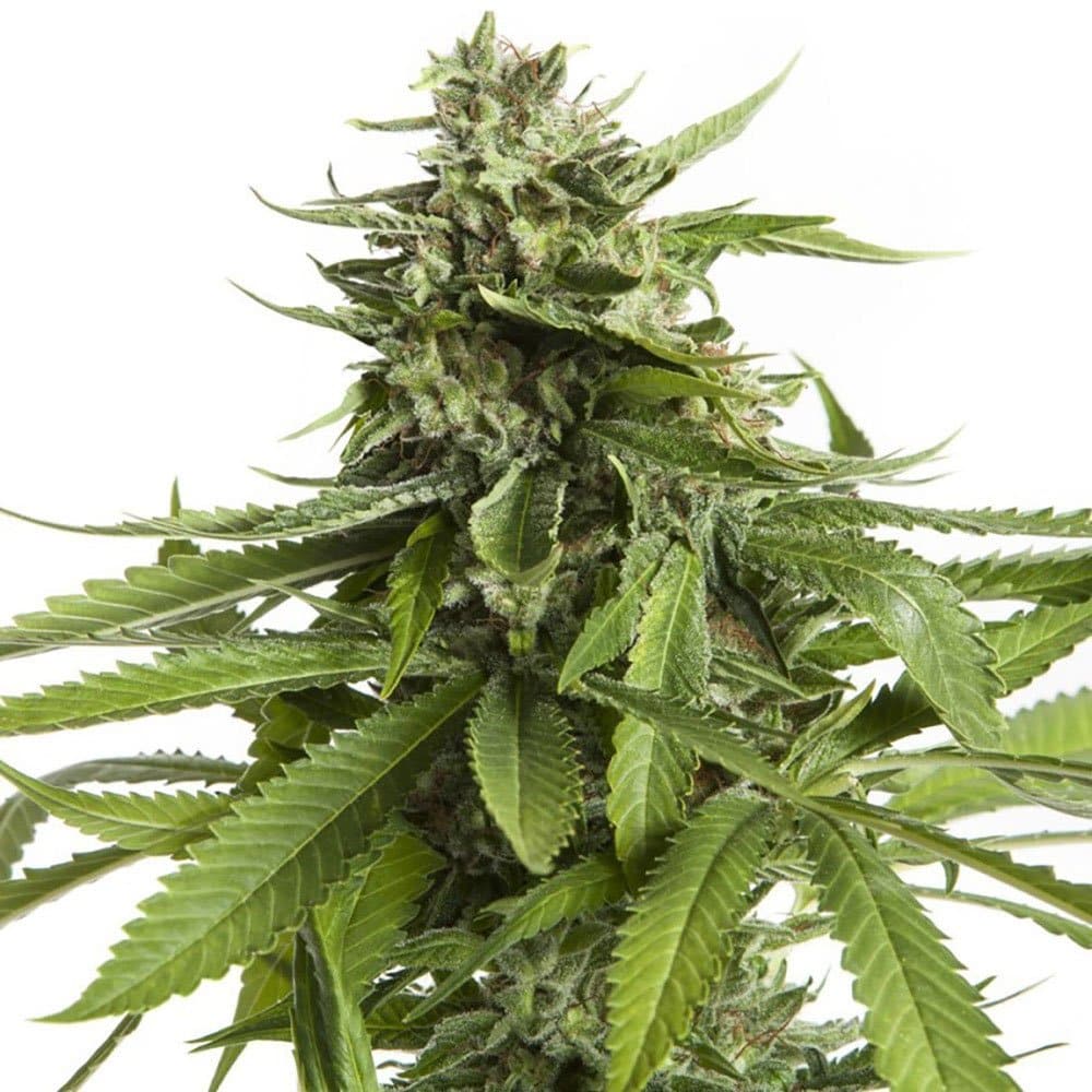 AK 47 Auto