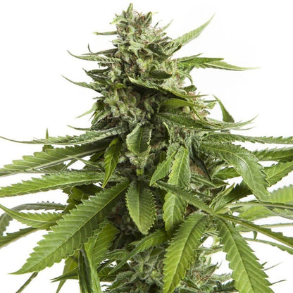AK 47 Auto