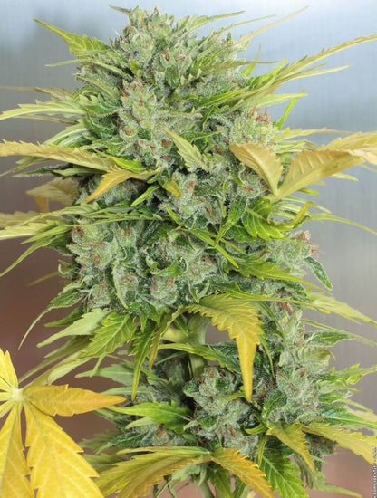 AK 47 Auto