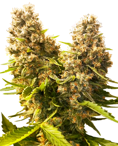 BANANA KUSH CAKE Auto