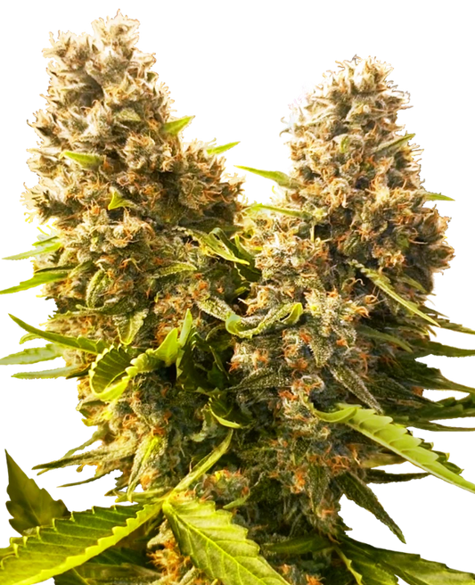 BANANA KUSH CAKE Auto