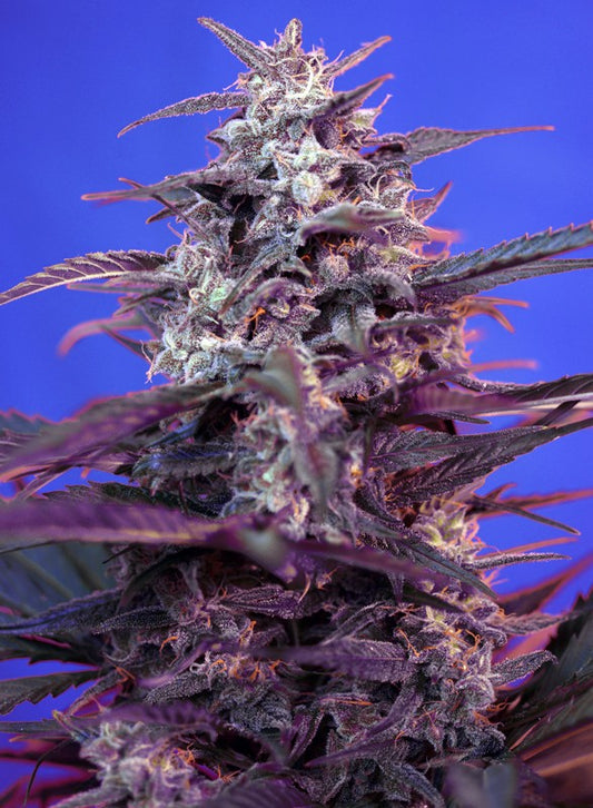 BLOODY SKUNK Auto