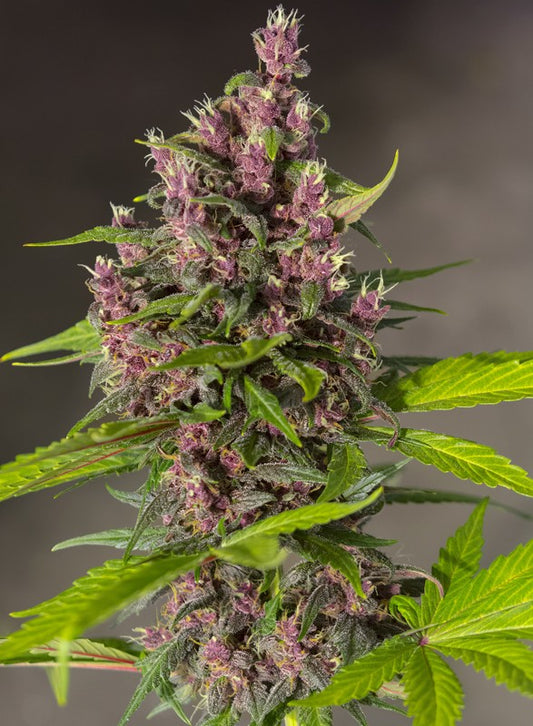 BLOODY SKUNK Auto