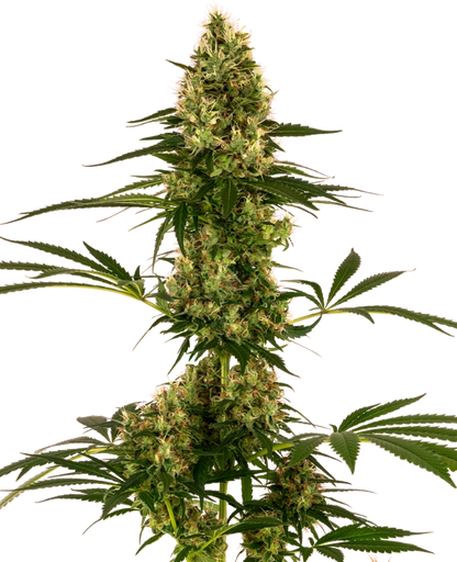 BLUE BULLET Auto