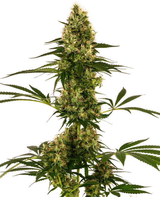 BLUE BULLET Auto