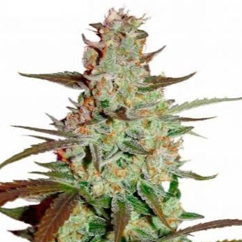 BLUE MAZAR Auto