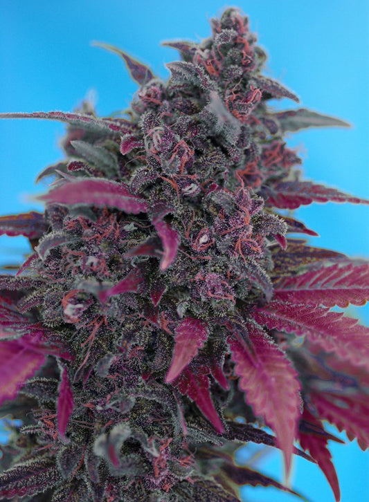 DARK DEVIL Auto