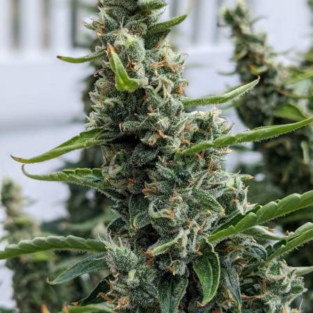 GELATO Auto