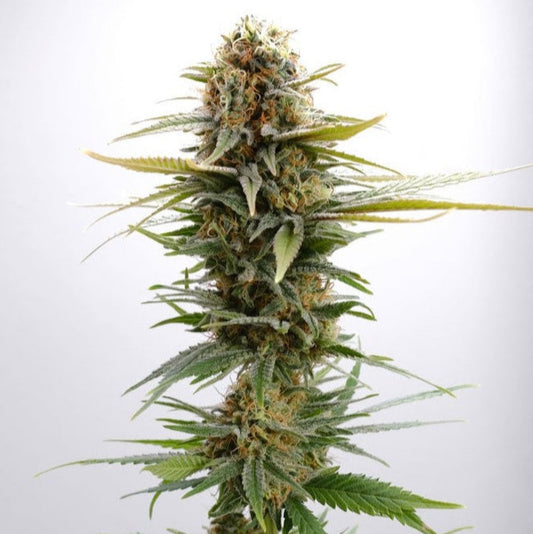 GIRL SCOUT COOKIES X ZKITTLEZ