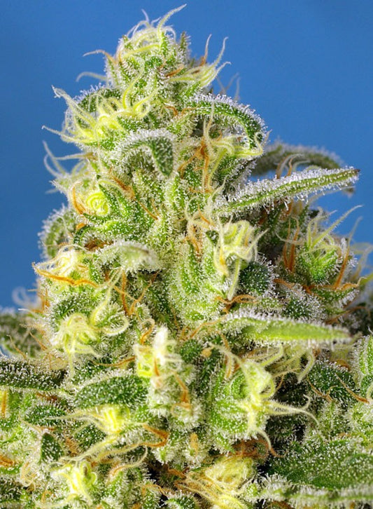 JACK 47 XL Auto