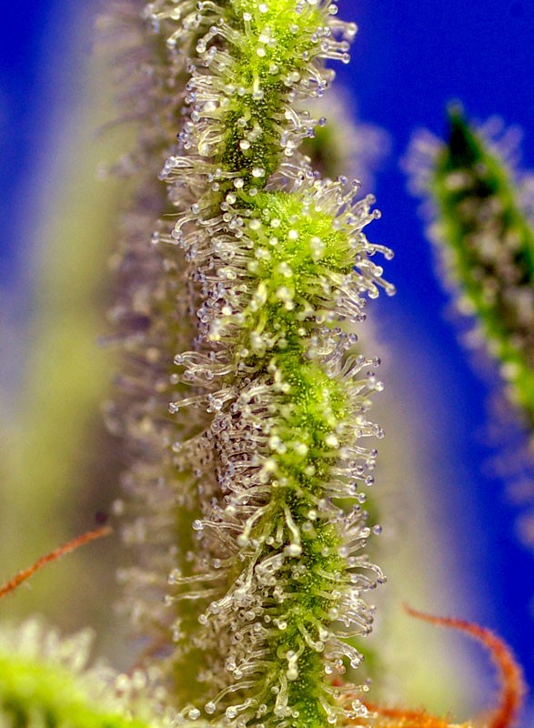 JACK 47 XL Auto