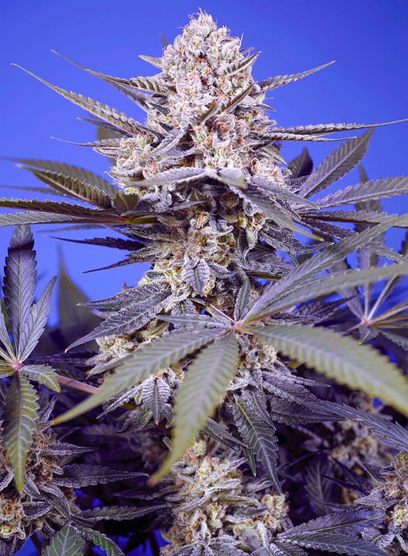 PINEAPPLE SLUSH XL Auto