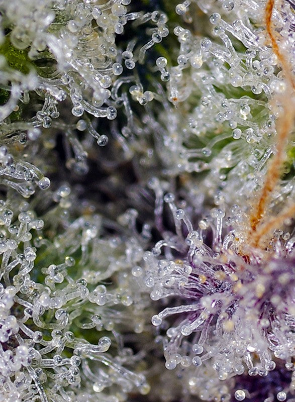 PINEAPPLE SLUSH XL Auto