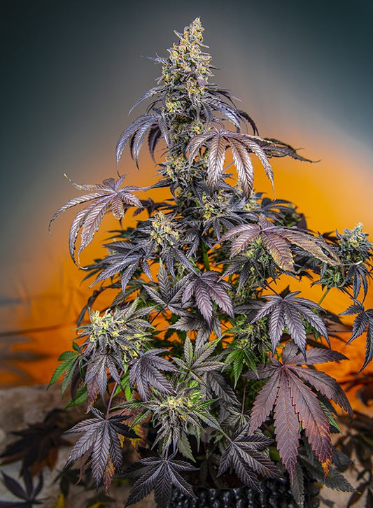 RED GORILLA GIRL XL Auto