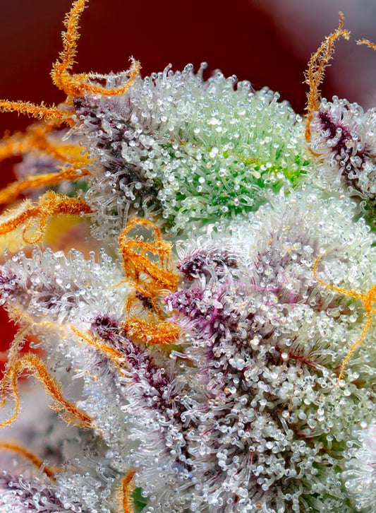 RED GORILLA GIRL XL Auto