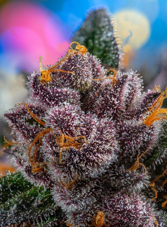RED STRAWBERRY BANANA Auto