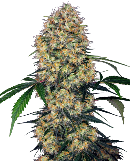 SENSI AMNESIA XXL Auto