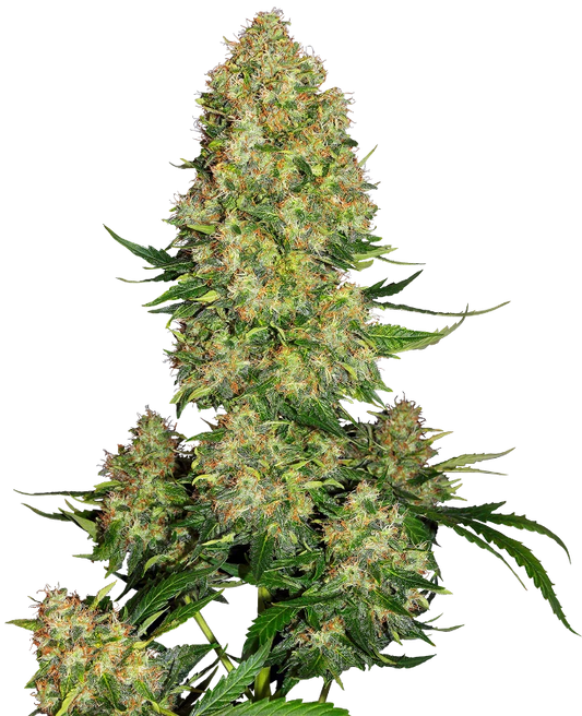 SKUNK #1 Auto