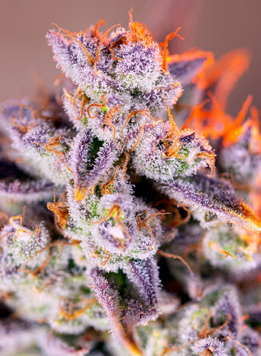 TROPICANNA POISON XL Auto