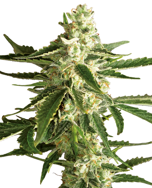 WHITE DIESEL HAZE Auto
